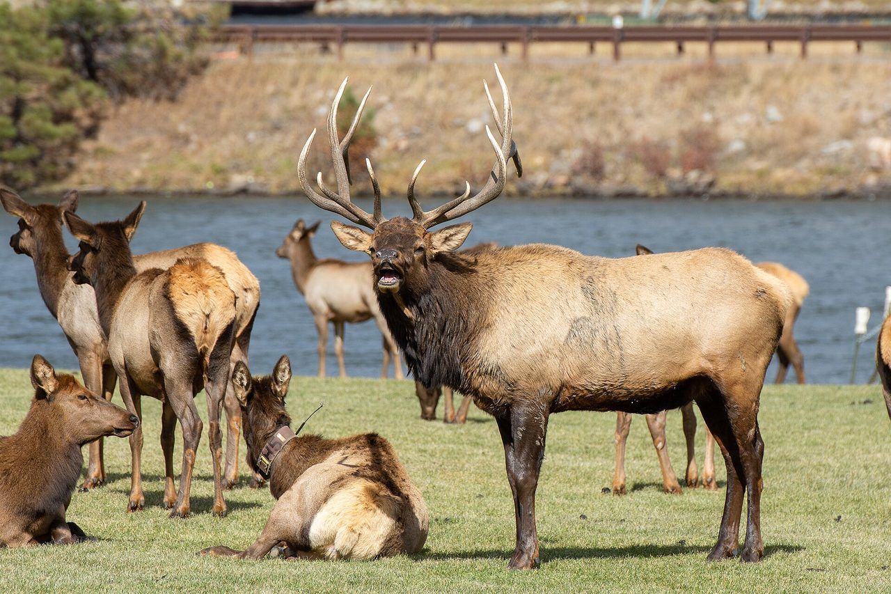 A bull elk bugling among the herd in Estes Park during the September rut