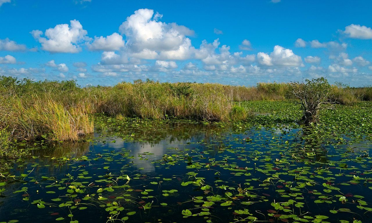 The sawgrass wetlands of Everglades National Park under a wide sky
