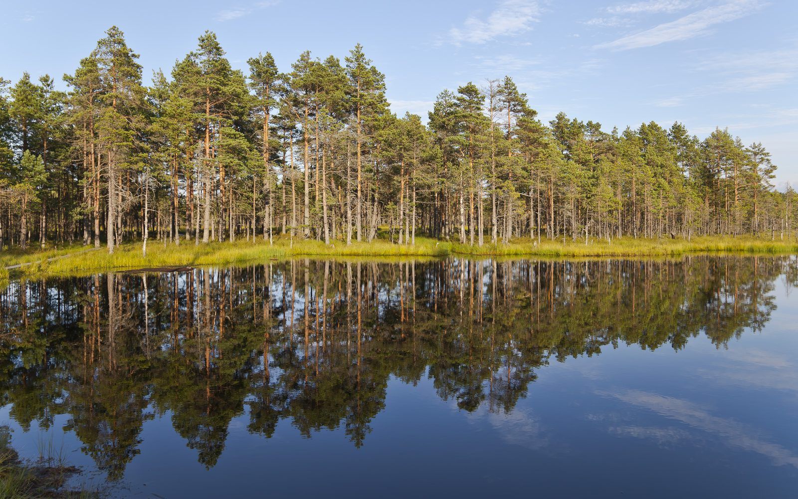 Boardwalks through a Lahemaa bog