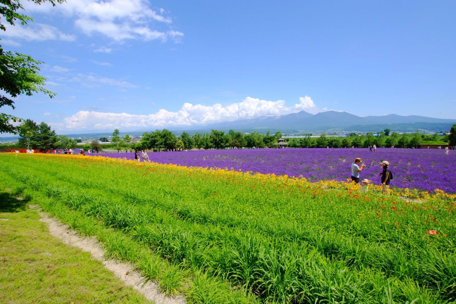 Hokkaido Summer Lavender & Onsen Anniversary Loop