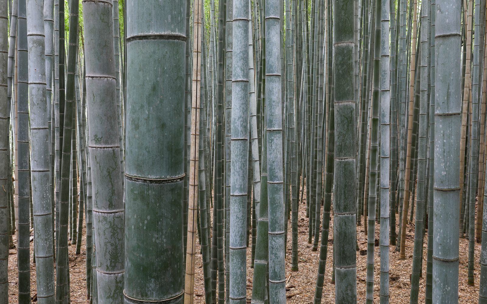 The bamboo grove at Arashiyama