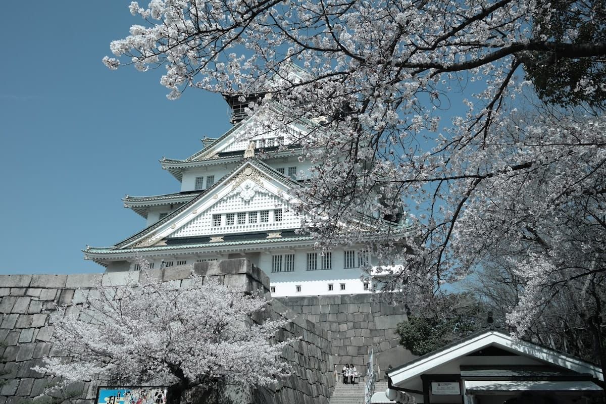 Japan Golden Route in Cherry Blossom Season