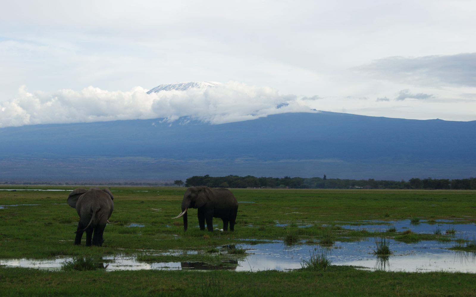 Elephants below Kilimanjaro in Amboseli