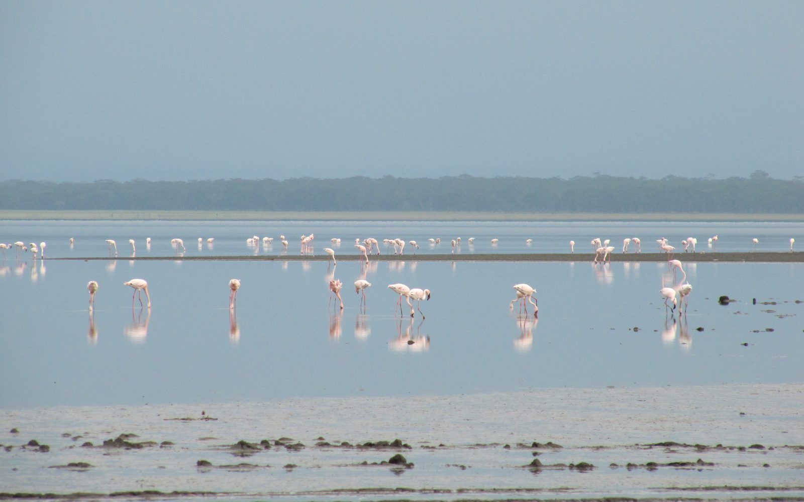 Flamingos massed on Lake Nakuru