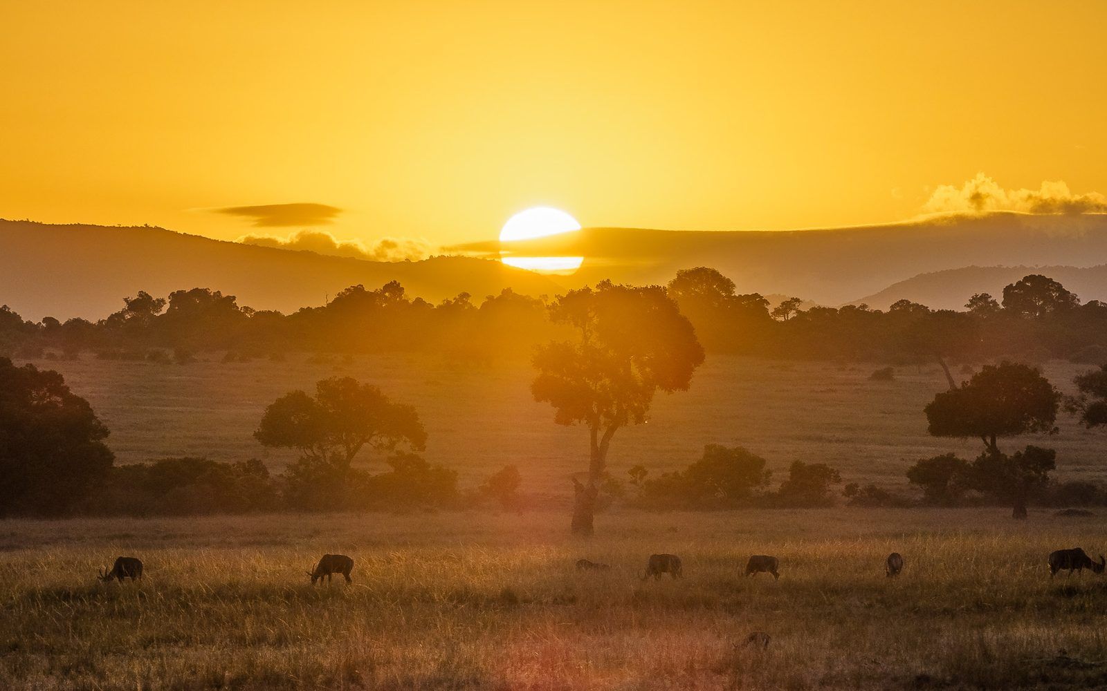 Kenya's Great Migration: Planning a 2026 Safari That Gives Back