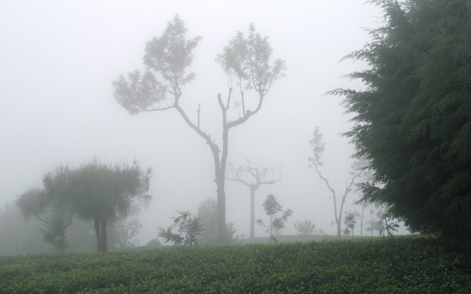 Tea pickers on the hills of the central highlands
