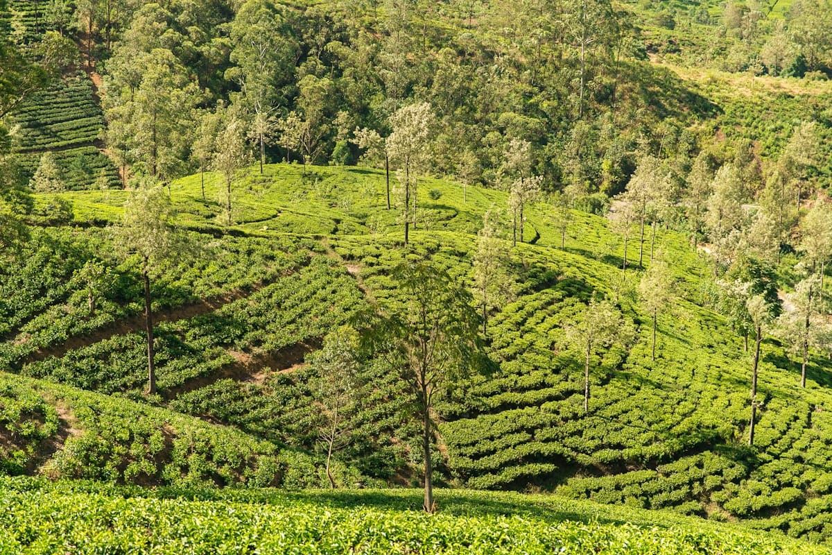 Sri Lanka Hills & Beaches: Tea Country to the Coast