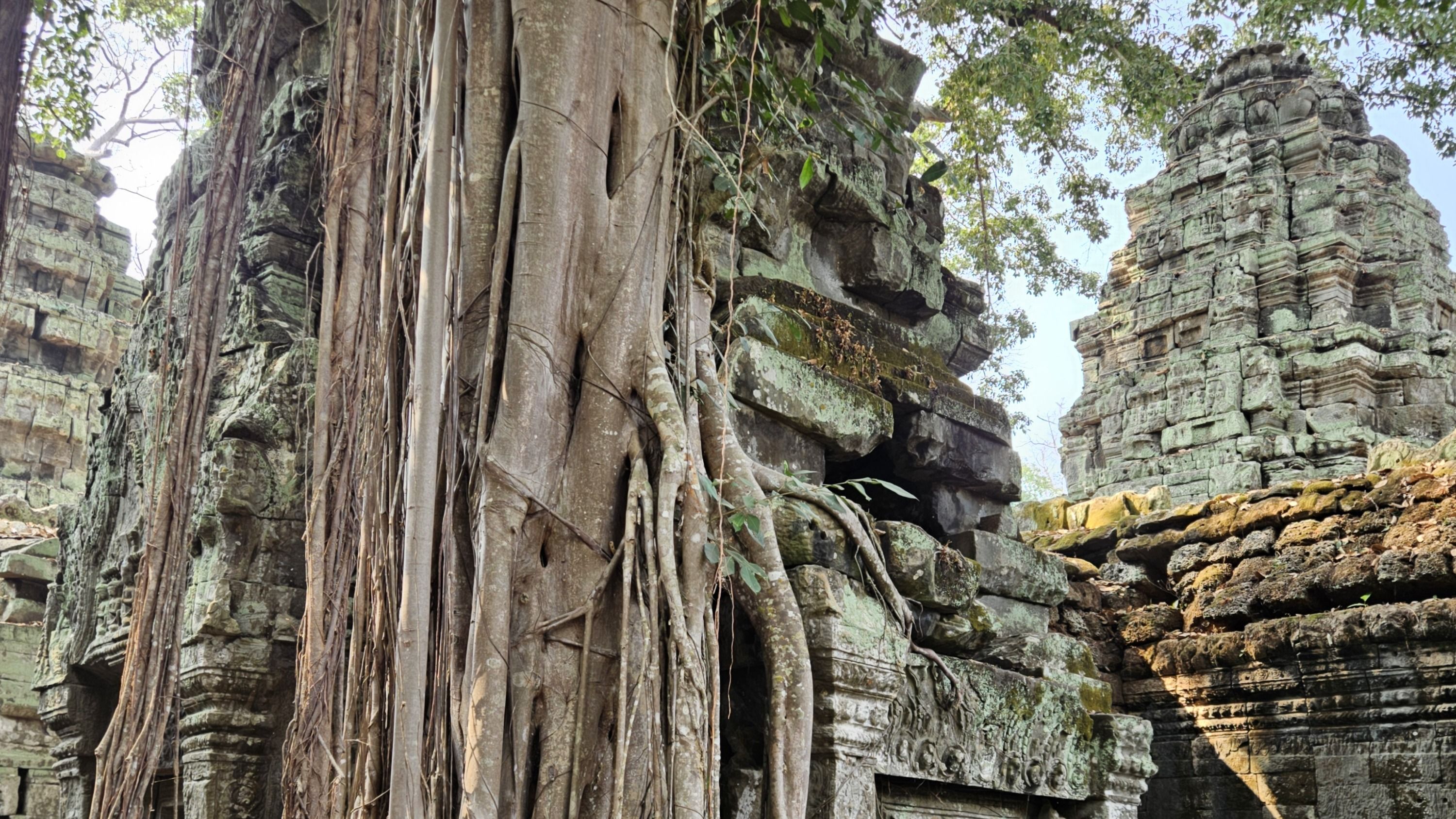 Tree roots spilling across the stone walls of Ta Prohm temple