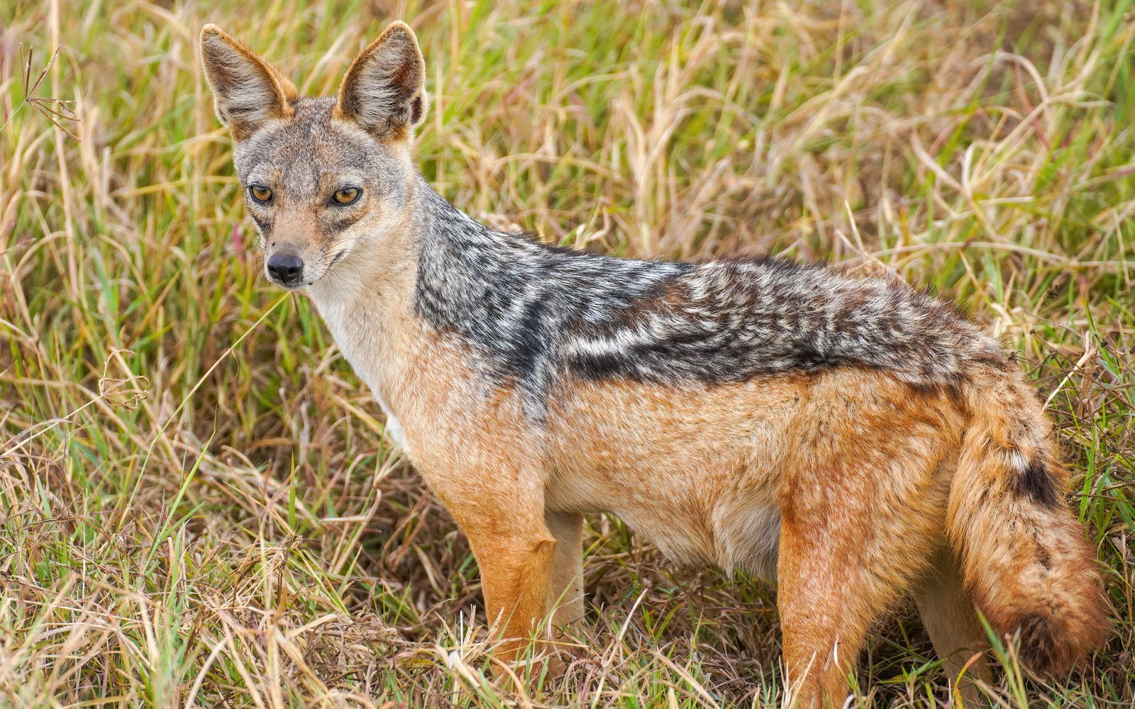 Wildlife on the floor of the Ngorongoro Crater