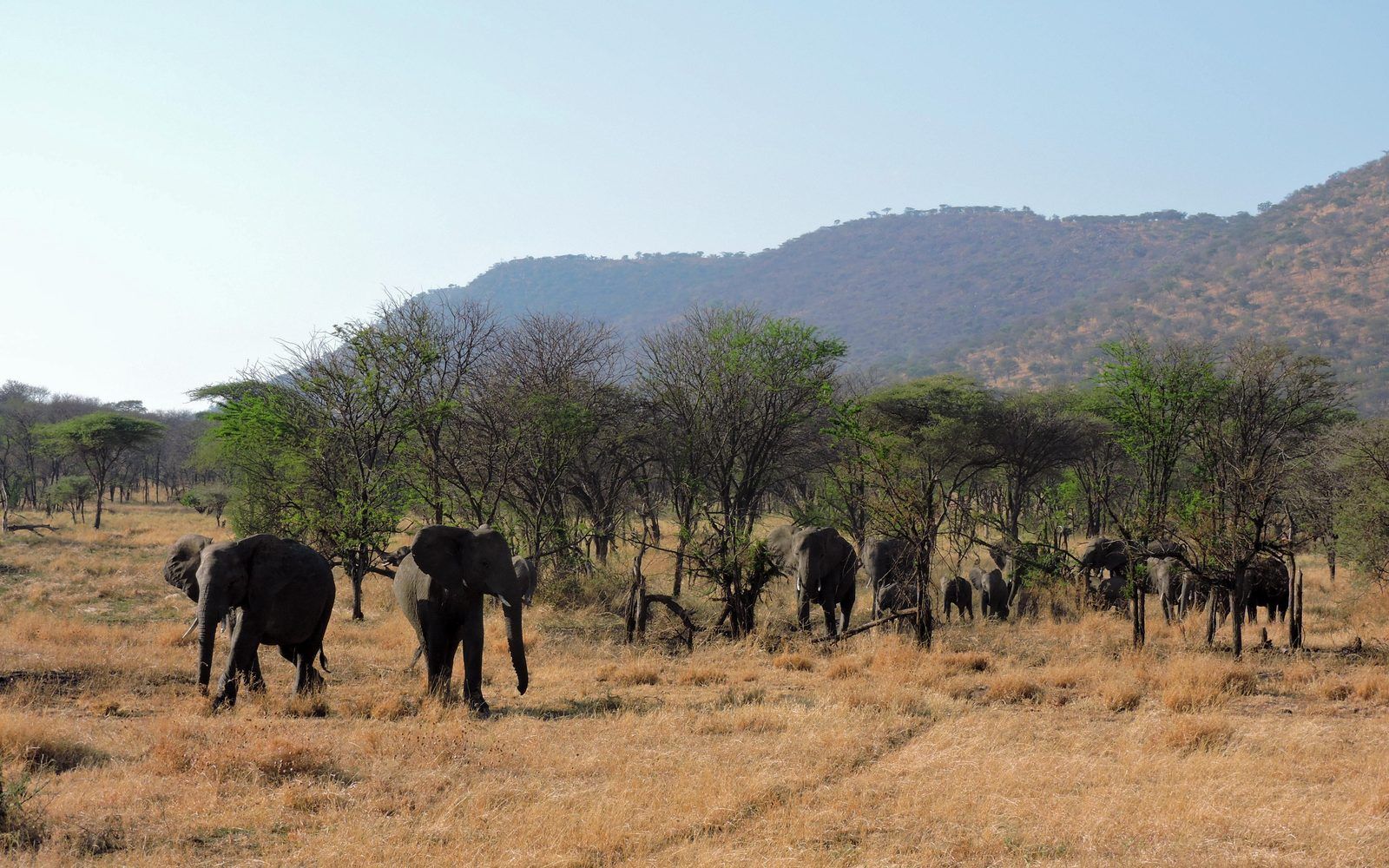 Tanzania and Zanzibar: Serengeti Plains to Spice-Island Beaches