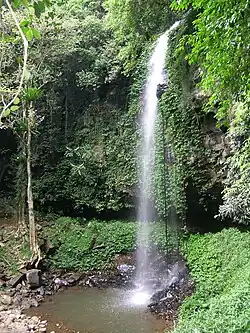Dorrigo National Park
