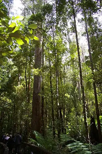 Hartz Mountains National Park