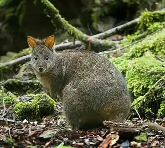 Mount Field National Park