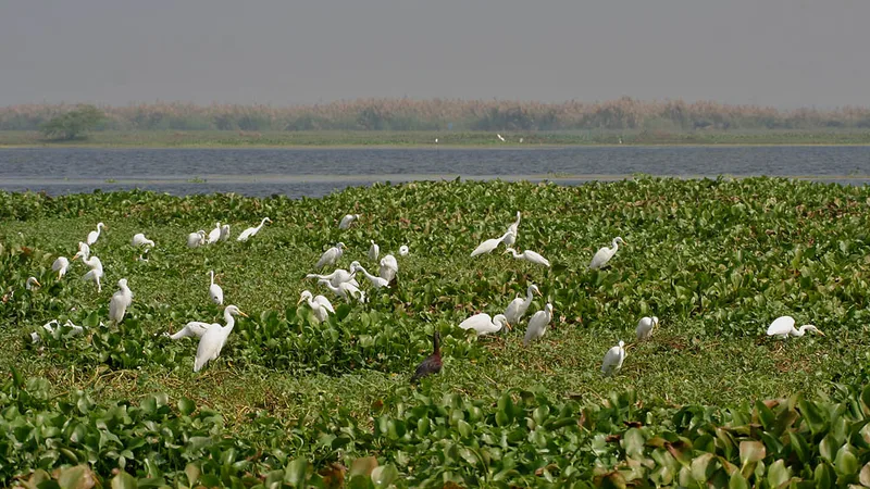 Kolleru Bird Sanctuary