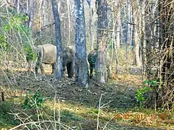 Wayanad Wildlife Sanctuary