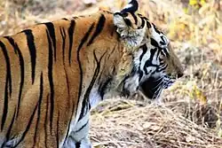 Kanha National Park