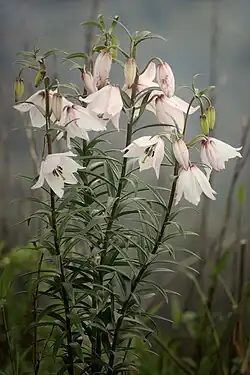 Sirohi National Park
