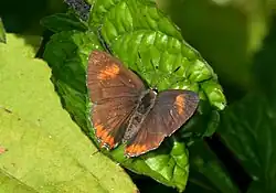 Yangoupokpi-Lokchao Wildlife Sanctuary