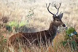 Dudhwa National Park