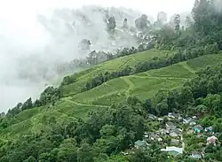 Darjeeling