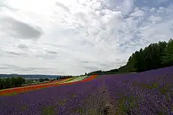 Furano