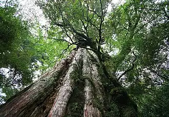 Yakushima