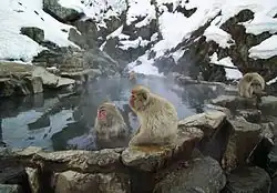 Jigokudani Monkey Park, Nagano, Japan