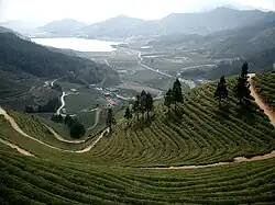 Boseong