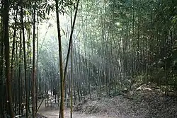 Damyang