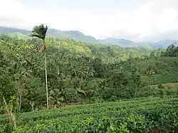 Sinharaja Forest Reserve