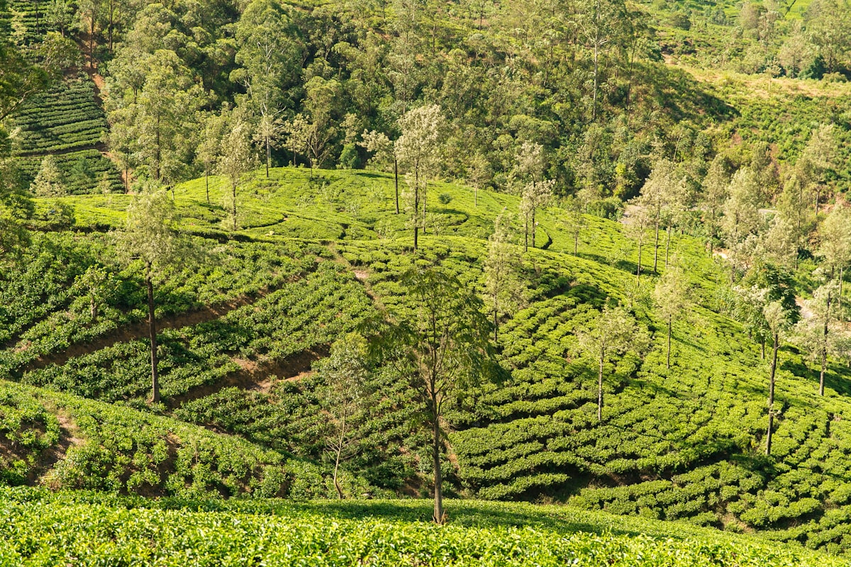 Sri Lanka Hills & Beaches: Tea Country to the Coast
